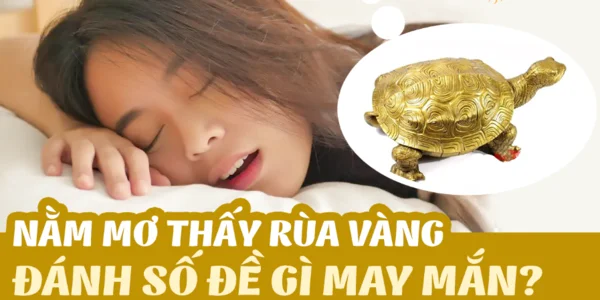 image3 9 - Mơ thấy rùa đánh con gì chính xác nhất? Giải mã chi tiết