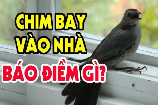 Chi tiết giải mã chim bay vào nhà theo từng diễn biến cụ thể