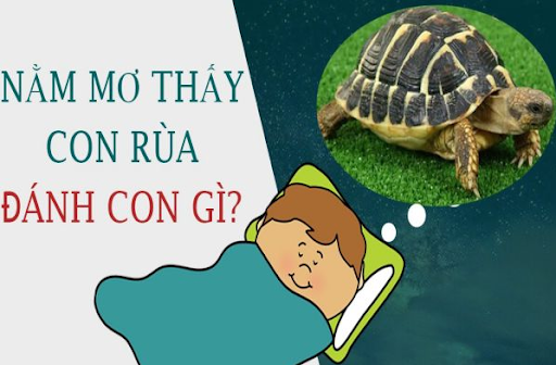 mo tháy rùa dánh con gì - Mơ thấy rùa đánh số mấy? Đánh lộn đầu đít hay không?