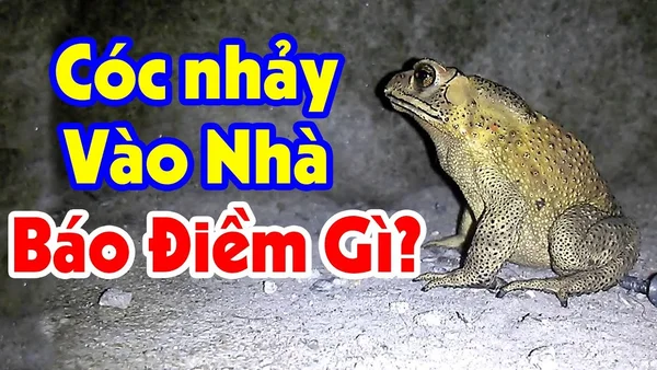 Nếu bạn mơ gặp cóc, đây có thể là một cơ hội để tiến gần hơn - thành công