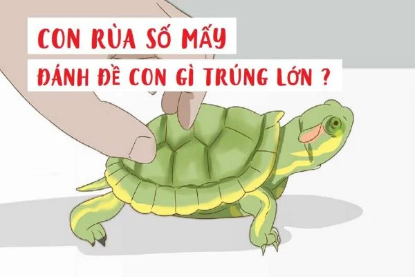 image2 8 - Mơ thấy rùa đánh con gì? Điềm báo giấc mơ thấy con rùa?