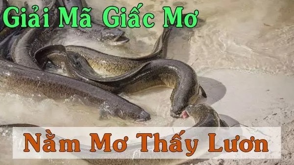 Con lươn số mấy - Tìm hiểu con số may mắn cùng typhu88