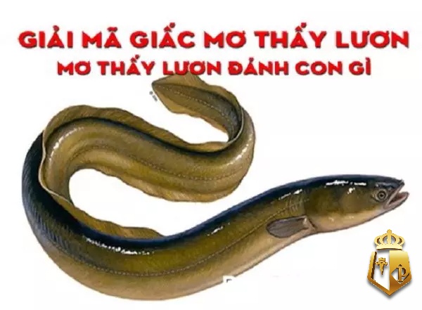 con luon so may 2d31I - Con lươn số mấy - Tìm hiểu con số may mắn cùng typhu88