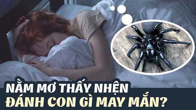 Con nhện là số mấy? Typhu88 giải mã chiêm bao thấy con nhện